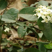 Atalantia ceylanica (Arn.) Oliv.